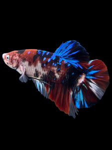 GIANT Male Halfmoon Plakat - Galaxy #386 - Live Betta Fish