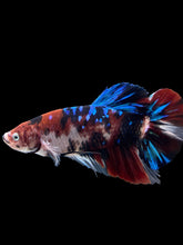 Load image into Gallery viewer, GIANT Male Halfmoon Plakat - Galaxy #386 - Live Betta Fish
