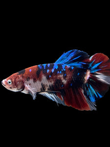 GIANT Male Halfmoon Plakat - Galaxy #386 - Live Betta Fish