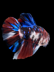 GIANT Male Halfmoon Plakat - Galaxy #386 - Live Betta Fish