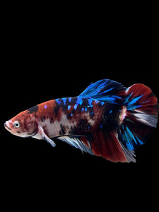 GIANT Male Halfmoon Plakat - Galaxy #386 - Live Betta Fish