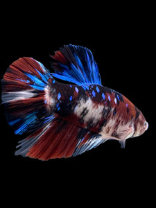 GIANT Male Halfmoon Plakat - Galaxy #386 - Live Betta Fish