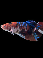 Load image into Gallery viewer, GIANT Male Halfmoon Plakat - Galaxy #386 - Live Betta Fish
