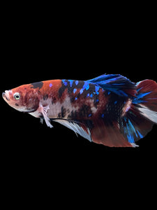 GIANT Male Halfmoon Plakat - Galaxy #386 - Live Betta Fish