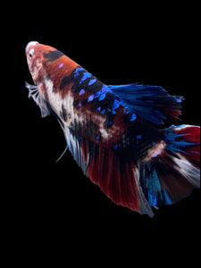 GIANT Male Halfmoon Plakat - Galaxy #386 - Live Betta Fish