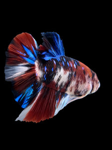 GIANT Male Halfmoon Plakat - Galaxy #386 - Live Betta Fish