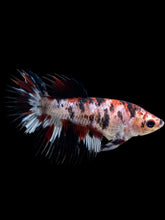 Load image into Gallery viewer, Female Crowntail - Red Tiger #387 - Live Betta Fish
