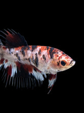 Load image into Gallery viewer, Female Crowntail - Red Tiger #387 - Live Betta Fish
