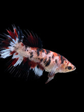 Load image into Gallery viewer, Female Crowntail - Red Tiger #387 - Live Betta Fish
