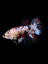 Load image into Gallery viewer, Female Crowntail - Red Tiger #387 - Live Betta Fish
