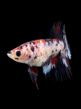 Load image into Gallery viewer, Female Crowntail - Red Tiger #387 - Live Betta Fish
