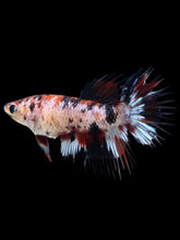 Load image into Gallery viewer, Female Crowntail - Red Tiger #387 - Live Betta Fish
