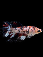 Load image into Gallery viewer, Female Crowntail - Red Tiger #387 - Live Betta Fish
