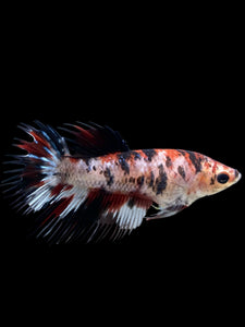 Female Crowntail - Red Tiger #387 - Live Betta Fish