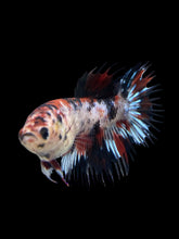 Load image into Gallery viewer, Female Crowntail - Red Tiger #387 - Live Betta Fish
