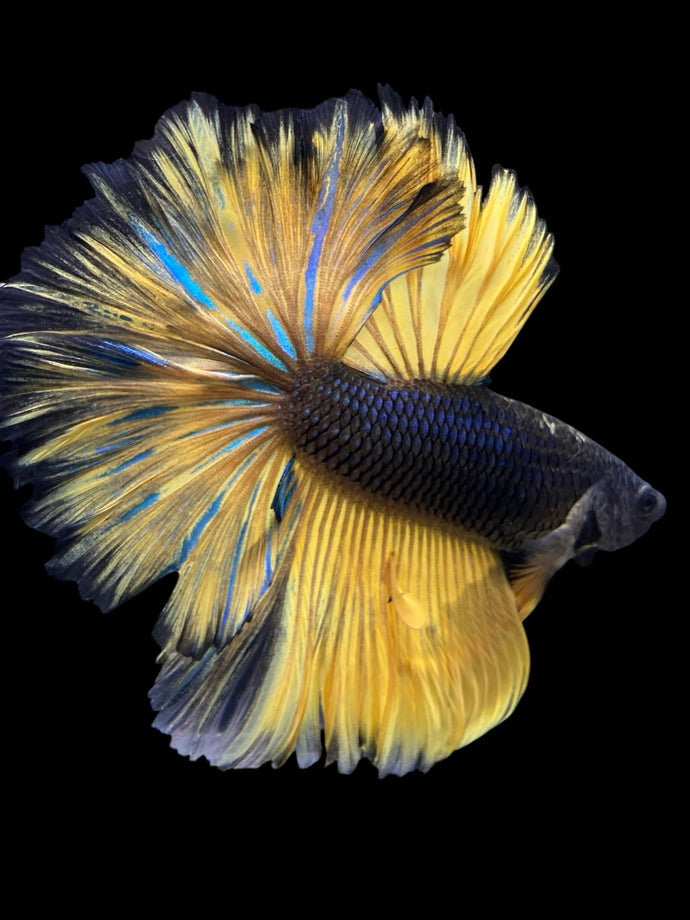 Male Rosetail - Yellow Mustard #388 - Live Betta Fish