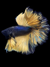 Load image into Gallery viewer, Male Rosetail - Yellow Mustard #388 - Live Betta Fish
