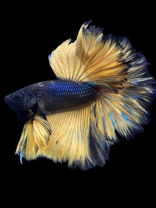 Male Rosetail - Yellow Mustard #388 - Live Betta Fish