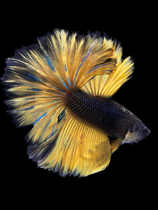 Male Rosetail - Yellow Mustard #388 - Live Betta Fish