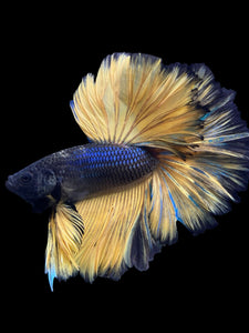 Male Rosetail - Yellow Mustard #388 - Live Betta Fish