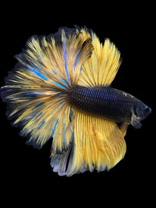 Male Rosetail - Yellow Mustard #388 - Live Betta Fish