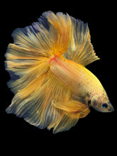 Load image into Gallery viewer, Male Rosetail - Yellow Banana #389 - Live Betta Fish
