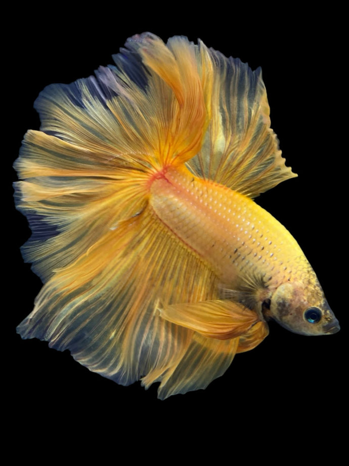 Male Rosetail - Yellow Banana #389 - Live Betta Fish