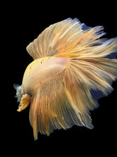 Load image into Gallery viewer, Male Rosetail - Yellow Banana #389 - Live Betta Fish
