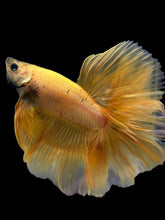 Load image into Gallery viewer, Male Rosetail - Yellow Banana #389 - Live Betta Fish
