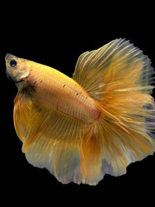 Male Rosetail - Yellow Banana #389 - Live Betta Fish