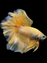 Load image into Gallery viewer, Male Rosetail - Yellow Banana #389 - Live Betta Fish
