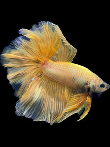 Male Rosetail - Yellow Banana #389 - Live Betta Fish