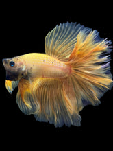 Load image into Gallery viewer, Male Rosetail - Yellow Banana #389 - Live Betta Fish
