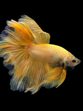 Load image into Gallery viewer, Male Rosetail - Yellow Banana #389 - Live Betta Fish
