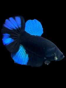 Male Halfmoon Plakat - Blue Avatar #390 - Live Betta Fish