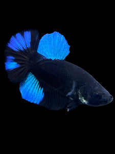 Male Halfmoon Plakat - Blue Avatar #390 - Live Betta Fish