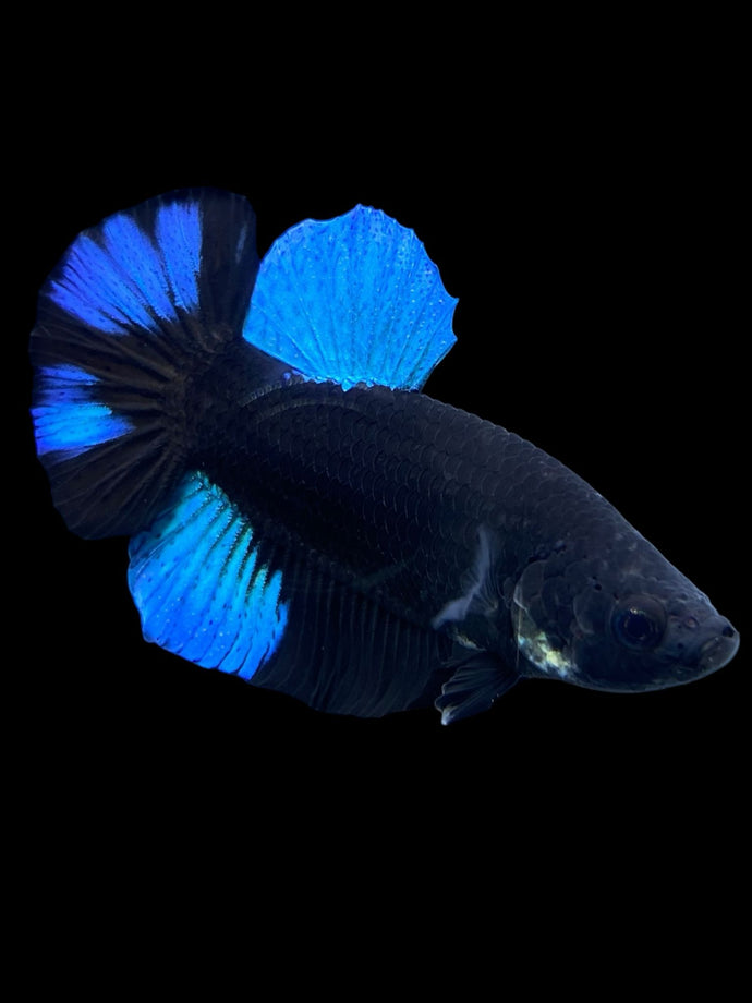 Male Halfmoon Plakat - Blue Avatar #390 - Live Betta Fish