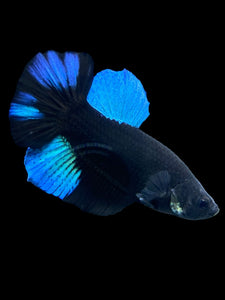 Male Halfmoon Plakat - Blue Avatar #390 - Live Betta Fish