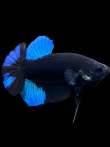 Male Halfmoon Plakat - Blue Avatar #390 - Live Betta Fish