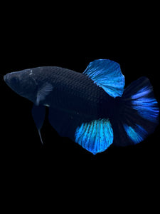 Male Halfmoon Plakat - Blue Avatar #390 - Live Betta Fish