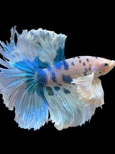 Male Rosetail - Candy Dumbo #391 - Live Betta Fish (NIP TAIL)