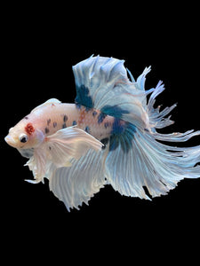 Male Rosetail - Candy Dumbo #391 - Live Betta Fish (NIP TAIL)