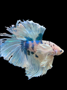 Male Rosetail - Candy Dumbo #391 - Live Betta Fish (NIP TAIL)