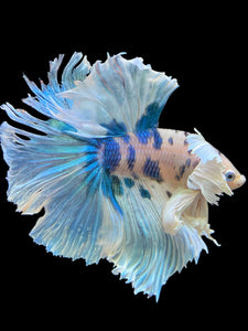 Male Rosetail - Candy Dumbo #391 - Live Betta Fish (NIP TAIL)