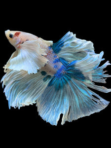 Male Rosetail - Candy Dumbo #391 - Live Betta Fish (NIP TAIL)