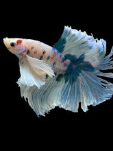 Load image into Gallery viewer, Male Rosetail - Candy Dumbo #391 - Live Betta Fish (NIP TAIL)
