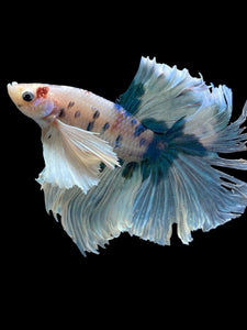 Male Rosetail - Candy Dumbo #391 - Live Betta Fish (NIP TAIL)