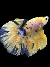 Load image into Gallery viewer, Male Halfmoon - Yellow Galaxy #392 - Live Betta Fish
