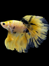 Load image into Gallery viewer, Male Halfmoon - Yellow Galaxy #392 - Live Betta Fish
