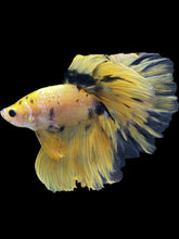 Load image into Gallery viewer, Male Halfmoon - Yellow Galaxy #392 - Live Betta Fish
